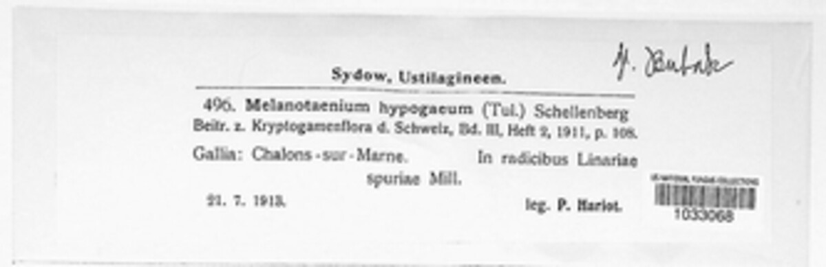 Melanotaenium hypogaeum image